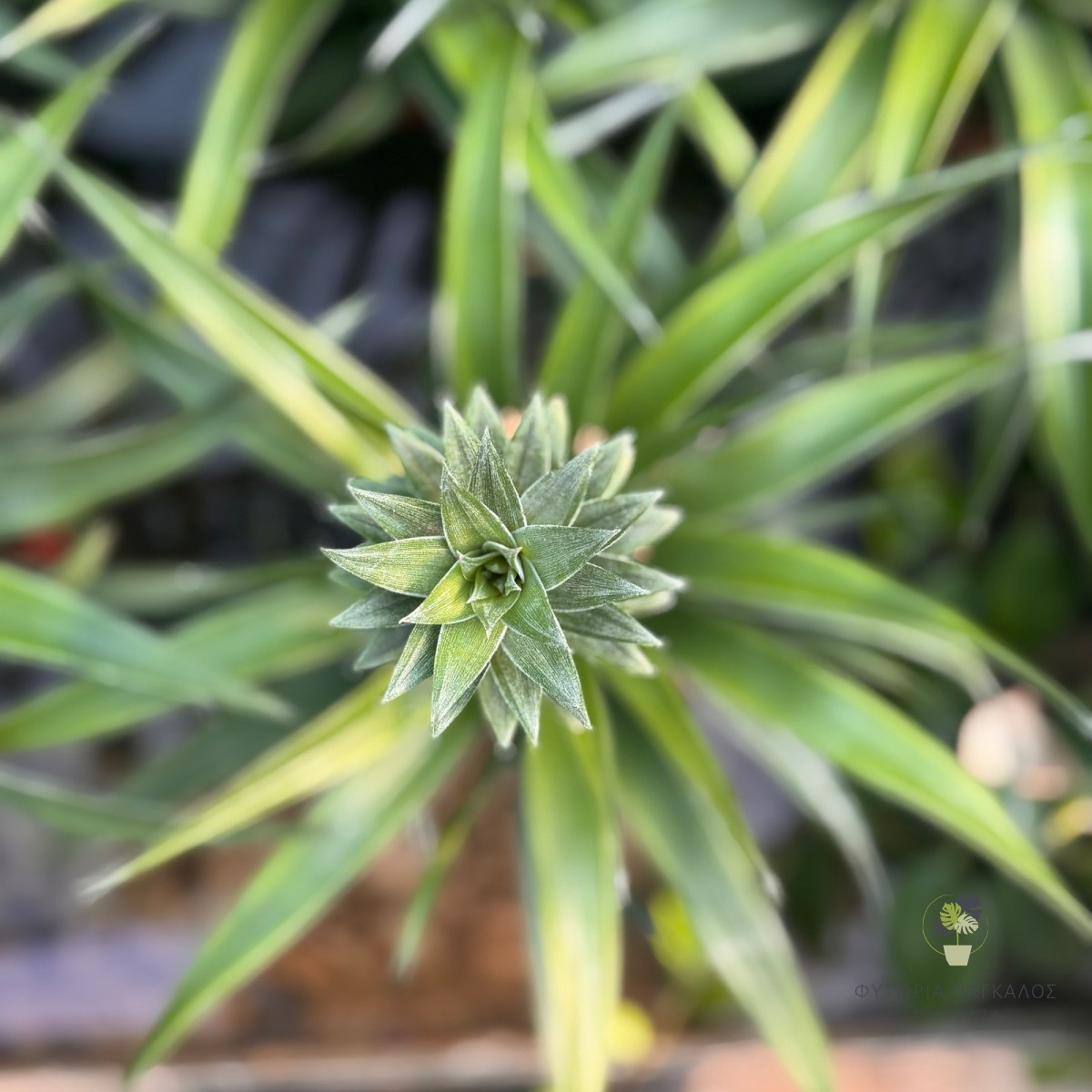 Ανανάς (Ananas comosus) - 2